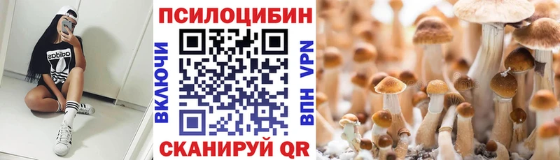 Купить закладки  Эртиль  Галлюциногенные грибы Psilocybe 